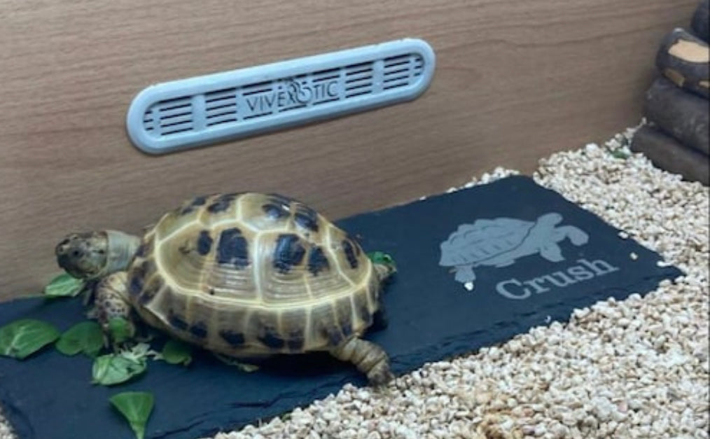 Tortoise personalised natural feeding slate